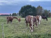 Parduodama arklių banda - nuotraukos Nr. 6