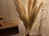 Pampas grass smilgos namu dekoracijai - nuotraukos Nr. 2