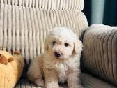 Maltipoo šuniukas - nuotraukos Nr. 2