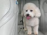 Maltipoo šuniukas - nuotraukos Nr. 3