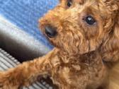 Maltipoo šuniukas - nuotraukos Nr. 4