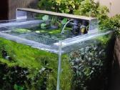 Akvariumas 40x40x40x iranga,spintele,gyvybe - nuotraukos Nr. 4