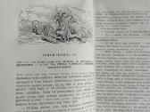 Don Kichotas I ir II dalys - nuotraukos Nr. 26