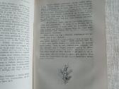 Don Kichotas I ir II dalys - nuotraukos Nr. 27