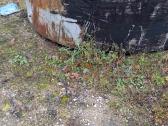25m3 bačka 800,dugnas(girdykla 0,7m.240€) - nuotraukos Nr. 2