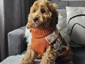 F1 Cockapoo šuniukai - nuotraukos Nr. 2
