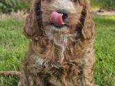 F1 Cockapoo šuniukai - nuotraukos Nr. 4