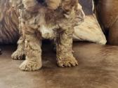 F1 Cockapoo šuniukai - nuotraukos Nr. 6