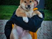 Shiba iny boy Fci - nuotraukos Nr. 6