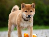 Shiba iny boy Fci - nuotraukos Nr. 3