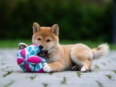 Shiba iny boy Fci - nuotraukos Nr. 2