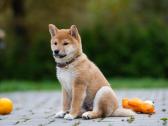 Shiba iny boy Fci - nuotraukos Nr. 4