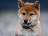 Shiba iny boy Fci - nuotraukos Nr. 5