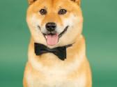 Shiba iny boy Fci - nuotraukos Nr. 7