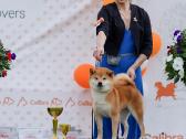 Shiba iny boy Fci - nuotraukos Nr. 8
