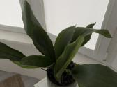 Aspidistra elatior - nuotraukos Nr. 2