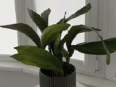 Aspidistra elatior - nuotraukos Nr. 3