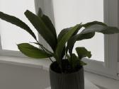 Aspidistra elatior - nuotraukos Nr. 4