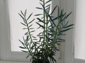 Senecio cylindricus - nuotraukos Nr. 2