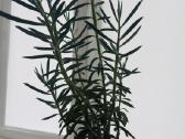 Senecio cylindricus - nuotraukos Nr. 3