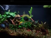 Akvariumas - nuotraukos Nr. 2