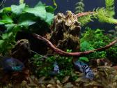 Akvariumas - nuotraukos Nr. 3