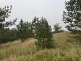 Pušelės - nuotraukos Nr. 5