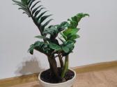 Zamioculcas Zenzi - nuotraukos Nr. 2