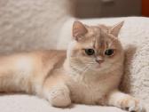 Golden Britukai iš Amber Villard Cattery - nuotraukos Nr. 3