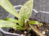 Vaškuolė hoya lacunosa - nuotraukos Nr. 2