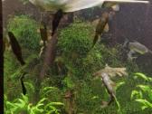 Akvariumo žuvytės Garra Rufa - nuotraukos Nr. 2