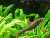Akvariumo žuvytės Garra Rufa - nuotraukos Nr. 3