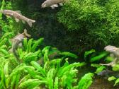 Akvariumo žuvytės Garra Rufa - nuotraukos Nr. 4
