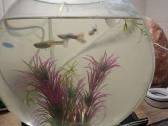 Akvariumas Kolba 12l su zuvytem ir burbuliatorium - nuotraukos Nr. 2