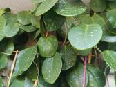 Hoya David's Green cup - nuotraukos Nr. 25