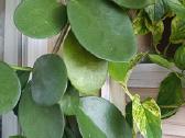 Hoya AH-014 - nuotraukos Nr. 28