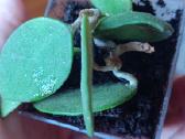 Hoya nummuliarioides - nuotraukos Nr. 29