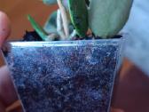 Hoya (vaškuolių)assorti. - nuotraukos Nr. 31
