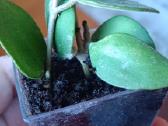 Hoya (vaškuolių)assorti. - nuotraukos Nr. 32
