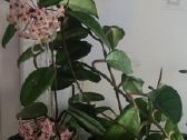 Hoya No ID (bevardė) - nuotraukos Nr. 35