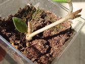 Hoya nummuliarioides - nuotraukos Nr. 33
