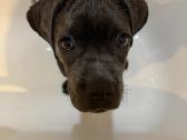 Ieško naujų namų nuostabi Cane Corso kalytė - nuotraukos Nr. 3