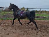 5m kastratas loydas honoverio misrunas - nuotraukos Nr. 6