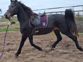 5m kastratas loydas honoverio misrunas - nuotraukos Nr. 7