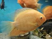 Severum - nuotraukos Nr. 2