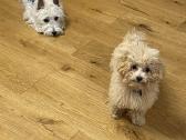 Maltipoo šuniukas - nuotraukos Nr. 3