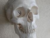 Medicininiai griauciai skeletas naturalus dydis - nuotraukos Nr. 2