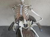 Medicininiai griauciai skeletas naturalus dydis - nuotraukos Nr. 3