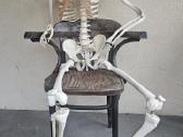 Medicininiai griauciai skeletas naturalus dydis - nuotraukos Nr. 5