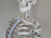 Naturalaus dydzio medicininis sleletas griauciai - nuotraukos Nr. 4